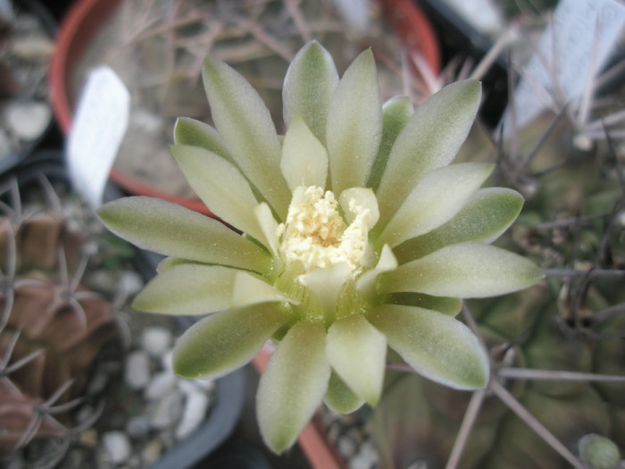 Gymnocalycium michonga - floare