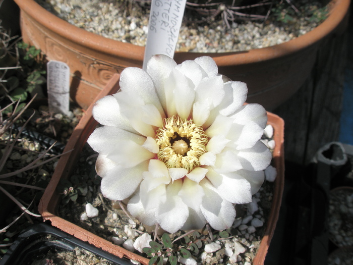 Gymnocalycium vatterii - 10.07