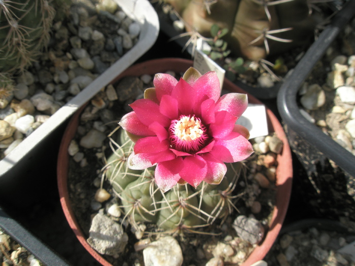Gymnocalycium erinaceum - 12.07