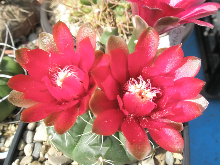 Gymnocalycium - florile asa zis visinii
