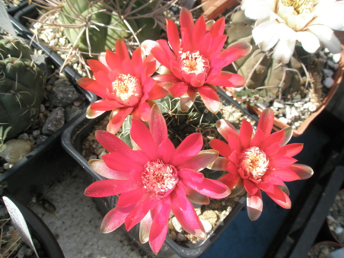 Gymno, ultimul luat - 12.07