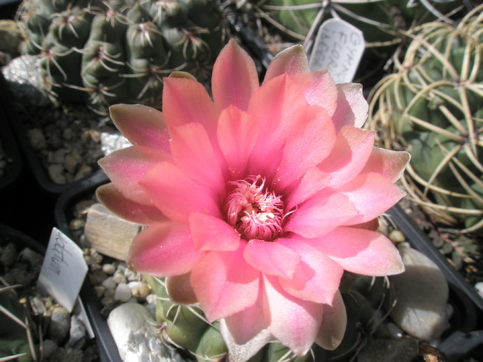 Gymnocalycium cu flori roz - 10.07