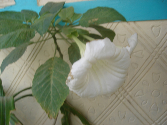 datura