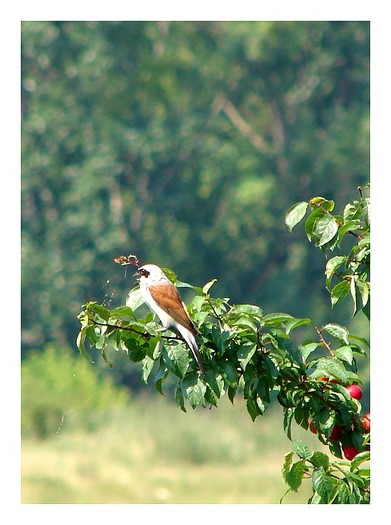 sfrancioc - Animalutele mele