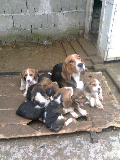 Imagine0366; DOLLY cu cateii de doua luni. Iunie 2010.
