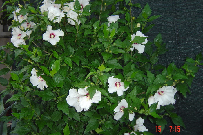 poze noi 693 - 09-2012-HIBISCUS