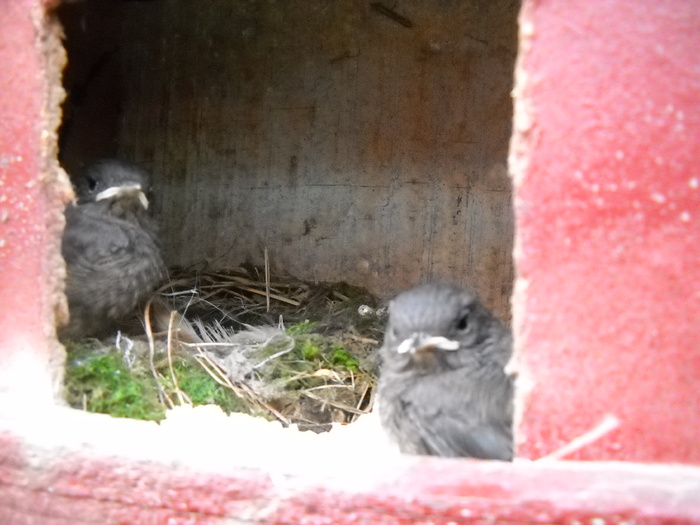 doua pasarele, (presura)