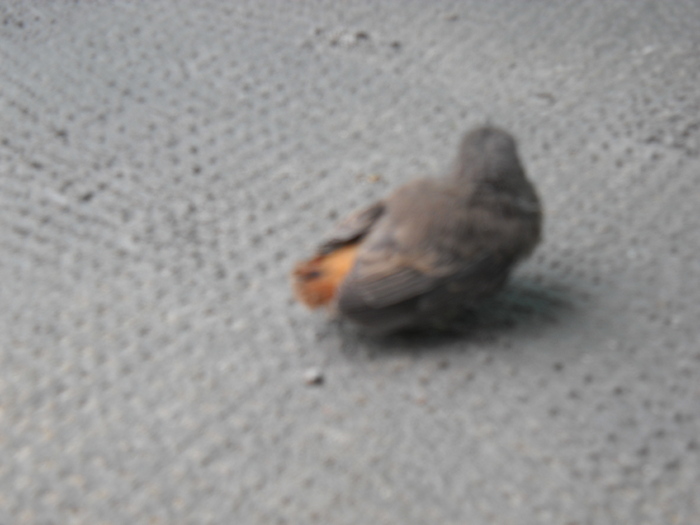 l-a chemarea mamei, aterizare fortata