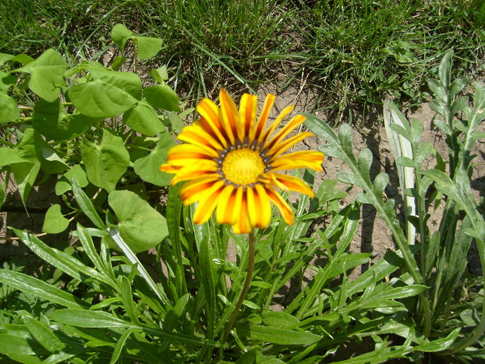 gazania