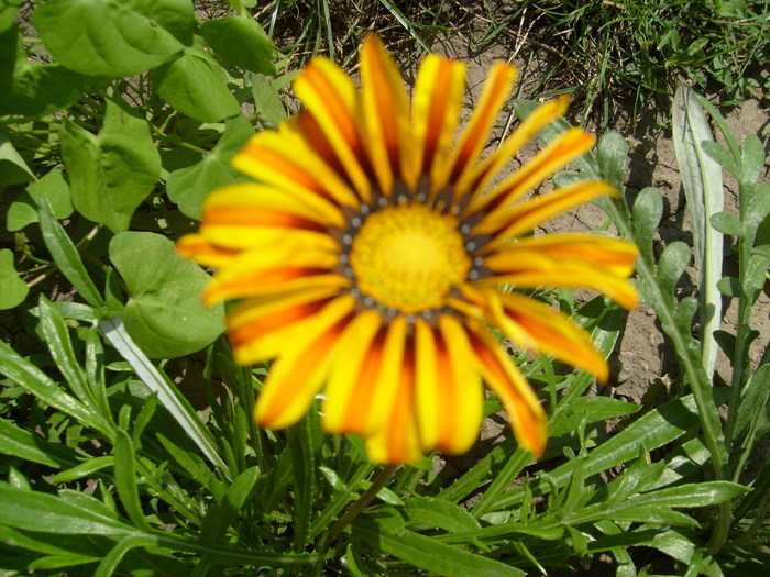 gazania - iulie-august 2010