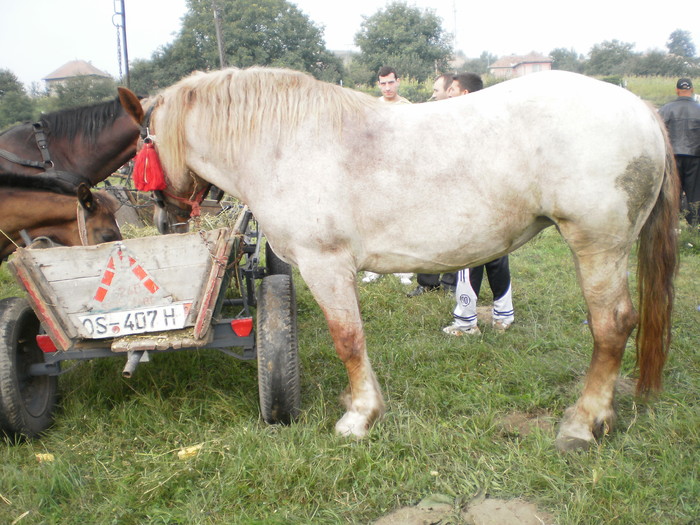 iapa rusi - Targ Seica Mare 19 Mai 2009 jud Sibiu