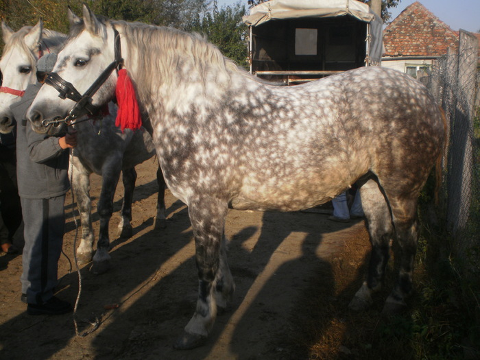 PA030668 - Targ Buia 25 Martie 2009 jud Sibiu