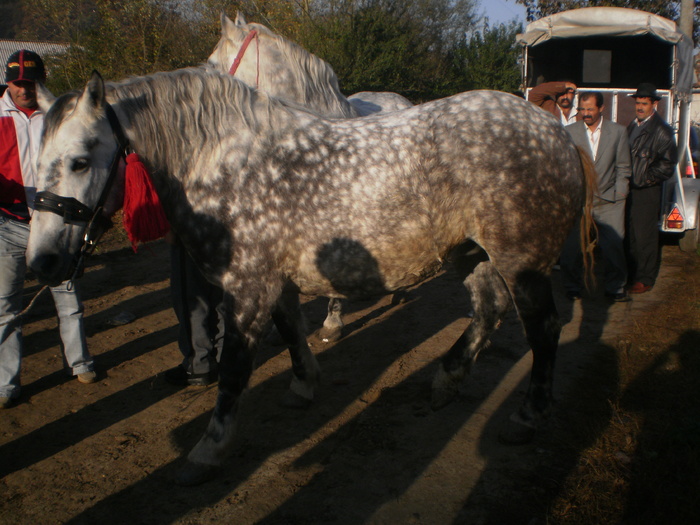 PA030676 - Targ Buia 25 Martie 2009 jud Sibiu