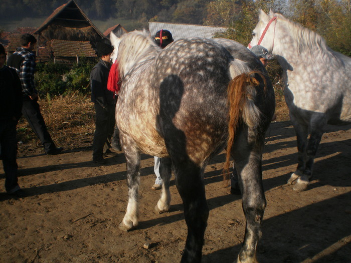 PA030677 - Targ Buia 25 Martie 2009 jud Sibiu