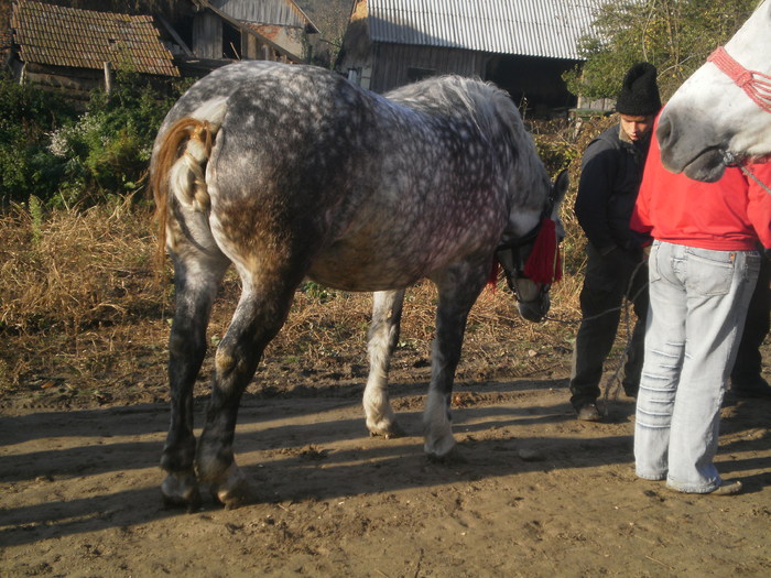 PA030683 - Targ Buia 25 Martie 2009 jud Sibiu