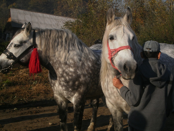 PA030688 - Targ Buia 25 Martie 2009 jud Sibiu