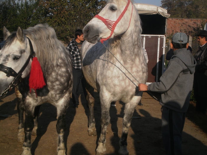 PA030693 - Targ Buia 25 Martie 2009 jud Sibiu