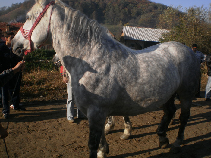 PA030698 - Targ Buia 25 Martie 2009 jud Sibiu