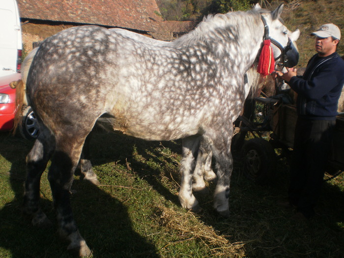 PA030709 - Targ Buia 25 Martie 2009 jud Sibiu