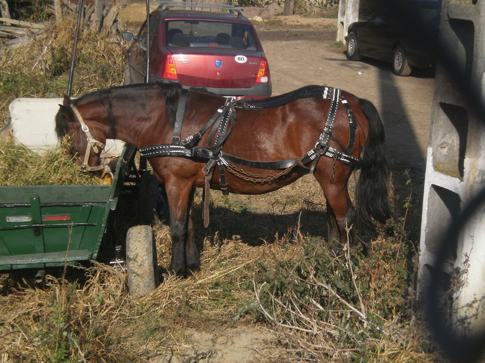 PA030719 - Targ Buia 25 Martie 2009 jud Sibiu