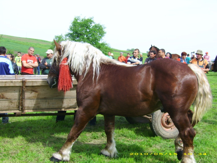 14986686_MGTHDIFGS[1] - Targ Hodosa 15 Mai 2010 jud Mures