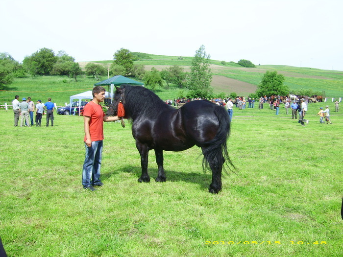 14986695_XKACZGQSK[1] - Targ Hodosa 15 Mai 2010 jud Mures