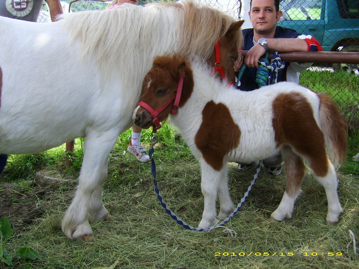 14986754_LPENKPDQY[2] - Targ Hodosa 15 Mai 2010 jud Mures