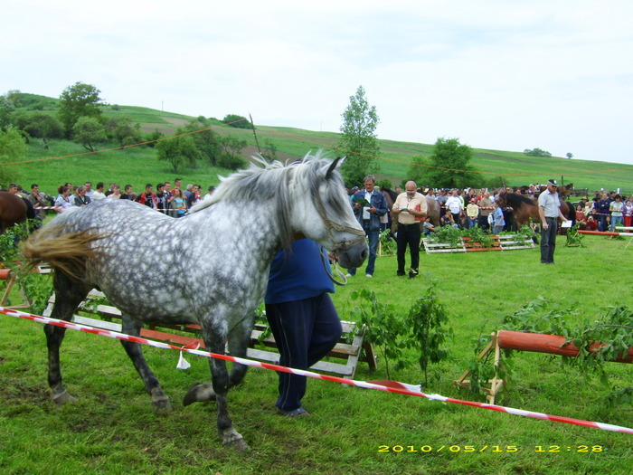 14986773_IVWHKNOEA[2] - Targ Hodosa 15 Mai 2010 jud Mures