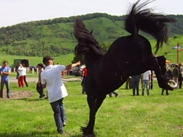 14986809_TNIZWLODW[2] - Targ Hodosa 15 Mai 2010 jud Mures