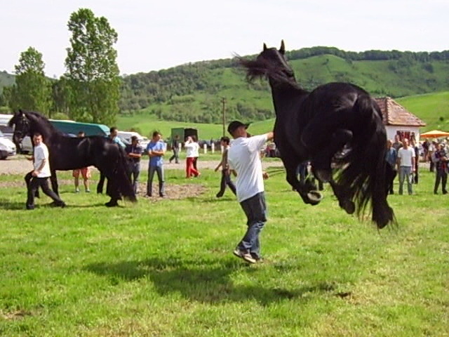 14986824_ODQOXNFQV[1] - Targ Hodosa 15 Mai 2010 jud Mures