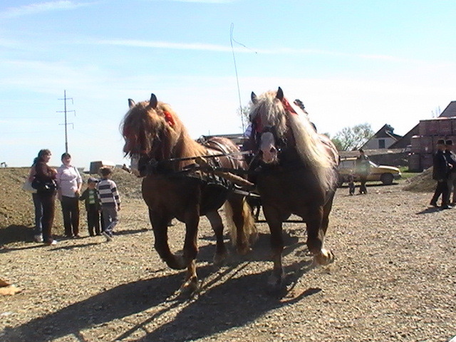 14273269_MKWEBDNGB - Targ Radauti 1 Mai 2010 jud Suceava