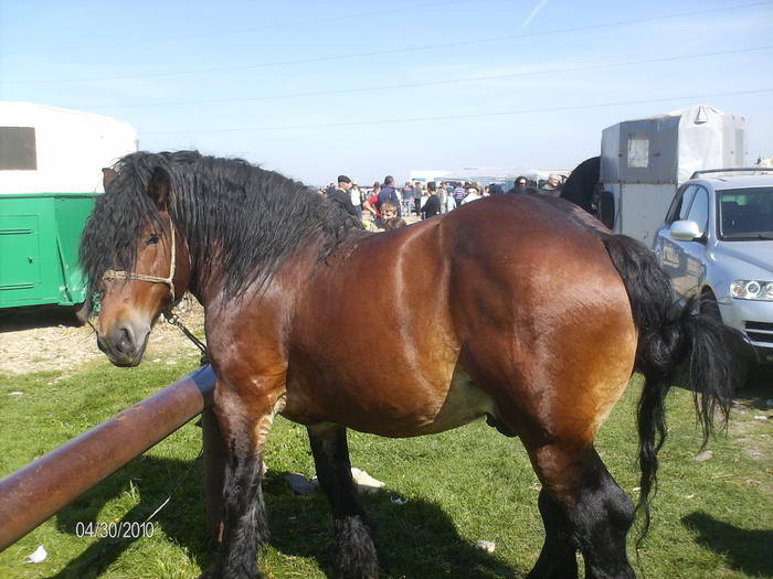 14383975_HINHKPTTK[1] - Targ Radauti 1 Mai 2010 jud Suceava