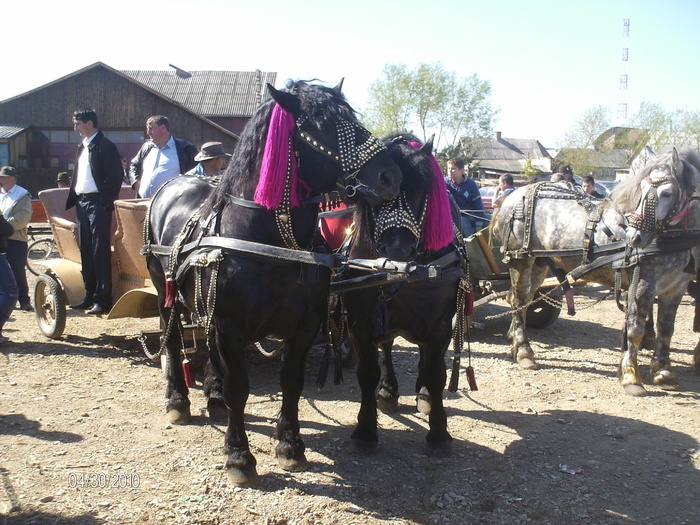 14384088_YZNDHVRPG[1] - Targ Radauti 1 Mai 2010 jud Suceava