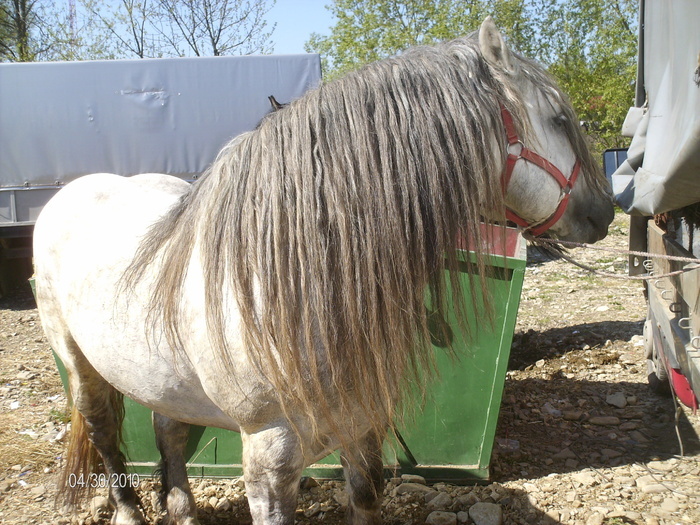 14384131_VPBCWKBNR[1] - Targ Radauti 1 Mai 2010 jud Suceava