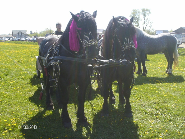 14384164_MHGJGCNTW[1] - Targ Radauti 1 Mai 2010 jud Suceava