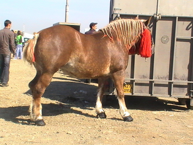 14399530_NOBCVAAYE[2] - Targ Radauti 1 Mai 2010 jud Suceava