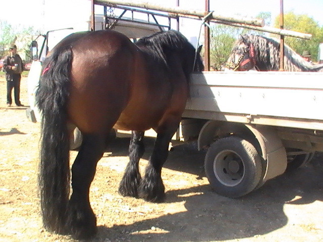 14399536_DFAIFLGVQ[1] - Targ Radauti 1 Mai 2010 jud Suceava