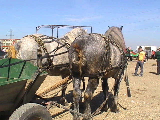 14399540_NGLQKRQSW[1] - Targ Radauti 1 Mai 2010 jud Suceava