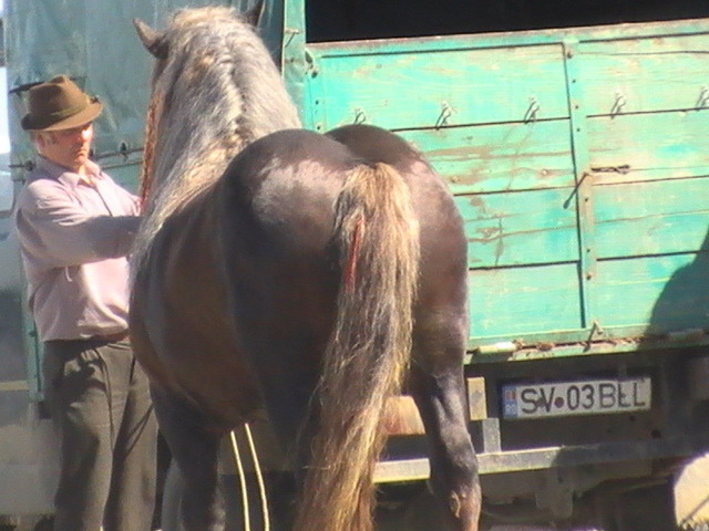 14399541_JVLRYUPWB[3] - Targ Radauti 1 Mai 2010 jud Suceava