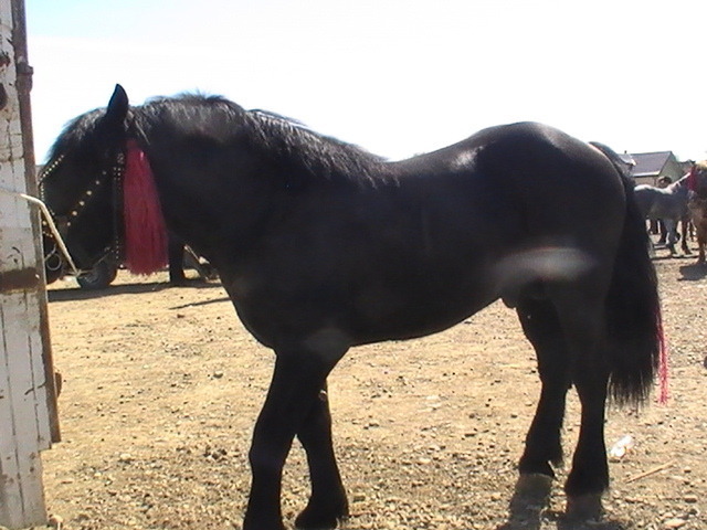 14399542_BZRRJOYSY[1] - Targ Radauti 1 Mai 2010 jud Suceava