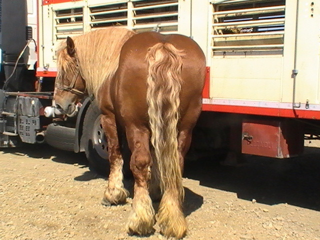 14399543_ROUDQEOZN[2] - Targ Radauti 1 Mai 2010 jud Suceava