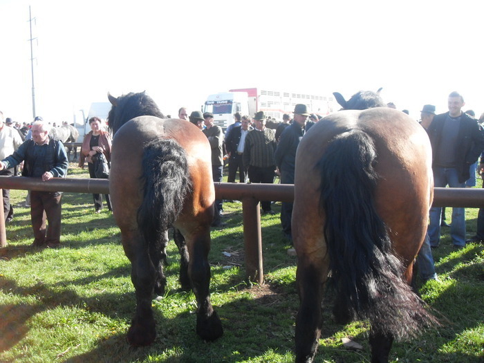 14399546_IXHDKTCMM[2] - Targ Radauti 1 Mai 2010 jud Suceava