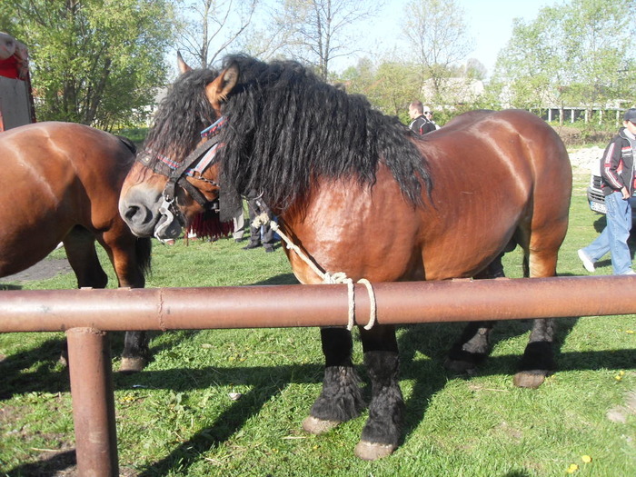 14399558_UFUMNAYXC[1] - Targ Radauti 1 Mai 2010 jud Suceava