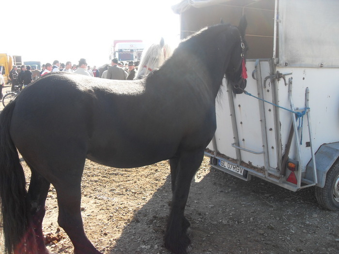 14399565_VHXXBCAQZ[1] - Targ Radauti 1 Mai 2010 jud Suceava