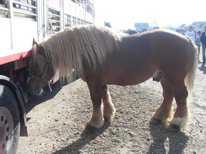 14399567_XVBAKOEMQ[1] - Targ Radauti 1 Mai 2010 jud Suceava