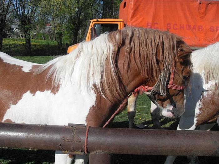 14399572_USAUOGNVV[1] - Targ Radauti 1 Mai 2010 jud Suceava