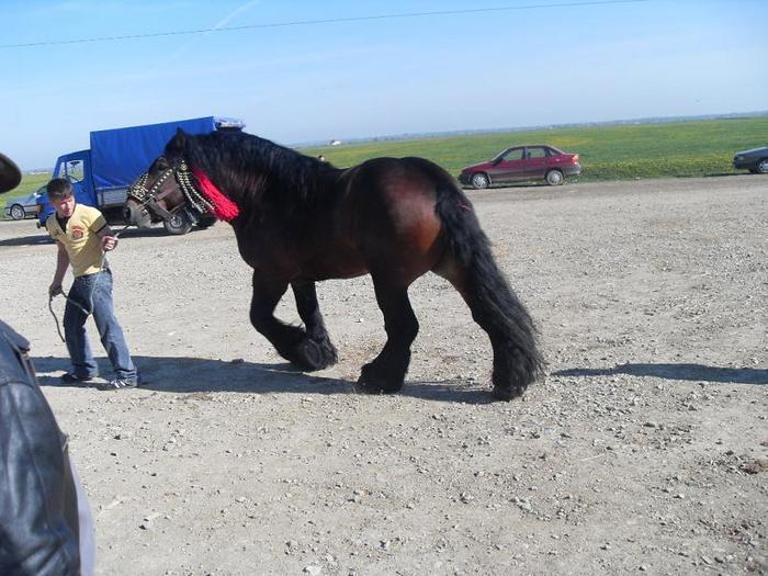 14399580_FJUAHJNEV[1] - Targ Radauti 1 Mai 2010 jud Suceava