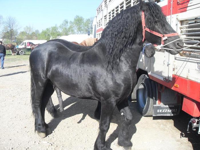 14399586_UPSCERYLE[1] - Targ Radauti 1 Mai 2010 jud Suceava