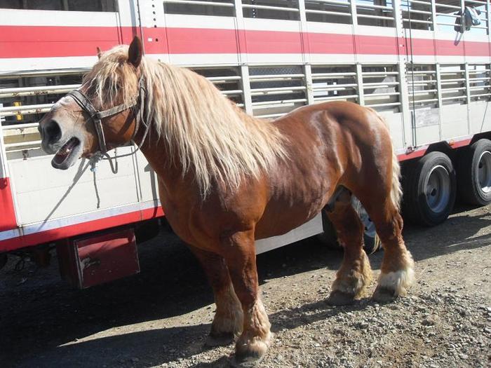 14399591_QSOFNPXTT[1] - Targ Radauti 1 Mai 2010 jud Suceava