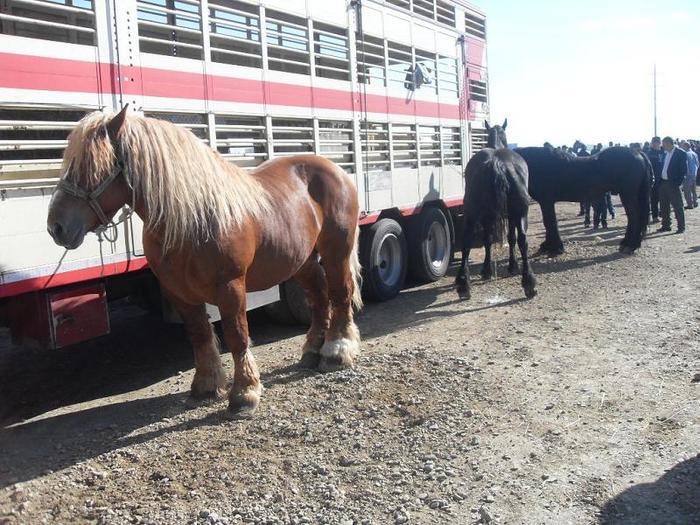 14399592_RYZUNVKXT[1] - Targ Radauti 1 Mai 2010 jud Suceava